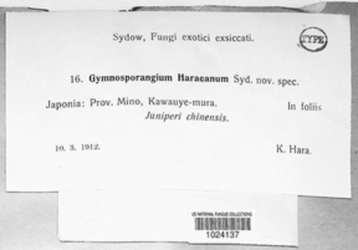 Gymnosporangium asiaticum image